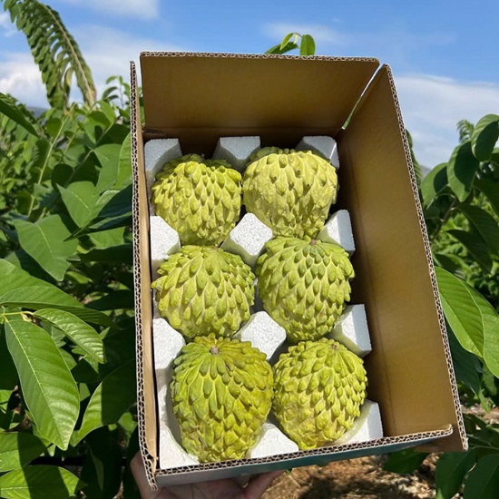 Na thái (Na Nữ Hoàng) trồng tự nhiên